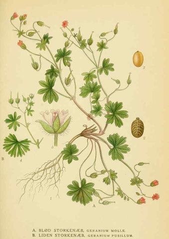 Reproducción/Reproduction 6028842609: Billeder af nordens flora. v.1 København,G.E.C. Gad's forlag,1917-1927