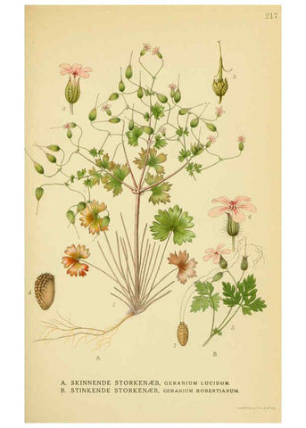 Reproducción/Reproduction 6029395656: Billeder af nordens flora. v.1 København,G.E.C. Gad's forlag,1917-1927