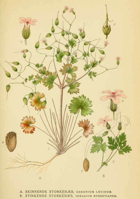 Reproducción/Reproduction 6029395656: Billeder af nordens flora. v.1 København,G.E.C. Gad's forlag,1917-1927