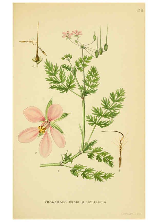 Reproducción/Reproduction 6028843359: Billeder af nordens flora. v.1 København,G.E.C. Gad's forlag,1917-1927