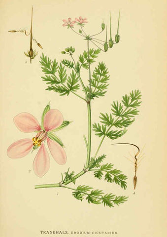 Reproducción/Reproduction 6028843359: Billeder af nordens flora. v.1 København,G.E.C. Gad's forlag,1917-1927