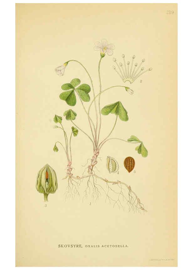Reproducción/Reproduction 6028843747: Billeder af nordens flora. v.1 København,G.E.C. Gad's forlag,1917-1927