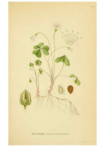 Reproducción/Reproduction 6028843747: Billeder af nordens flora. v.1 København,G.E.C. Gad's forlag,1917-1927