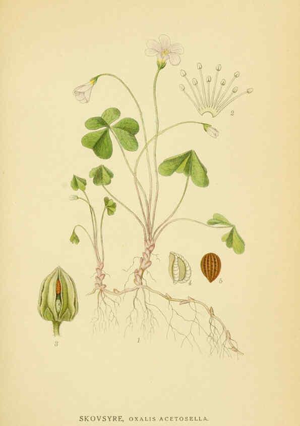 Reproducción/Reproduction 6028843747: Billeder af nordens flora. v.1 København,G.E.C. Gad's forlag,1917-1927