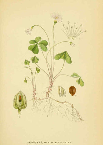 Reproducción/Reproduction 6028843747: Billeder af nordens flora. v.1 København,G.E.C. Gad's forlag,1917-1927
