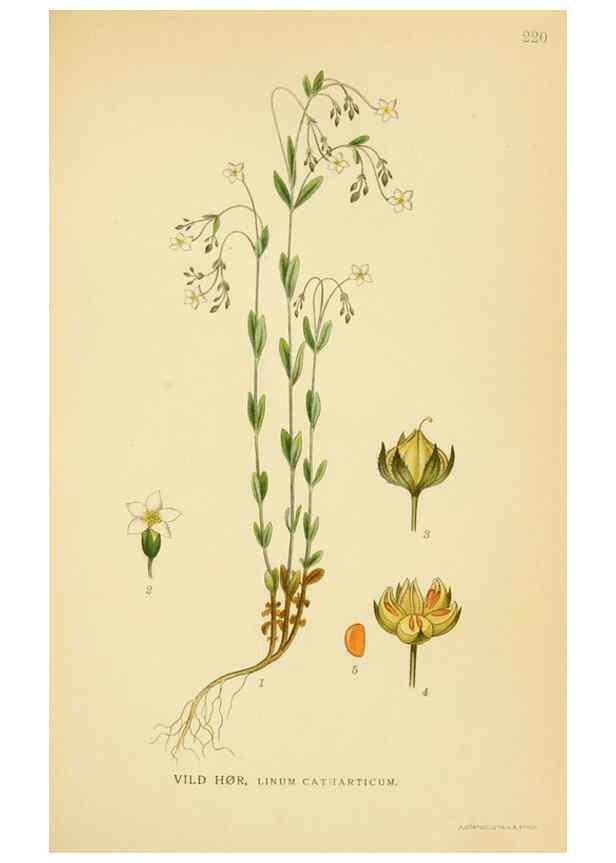 Reproducción/Reproduction 6029396562: Billeder af nordens flora. v.1 København,G.E.C. Gad's forlag,1917-1927