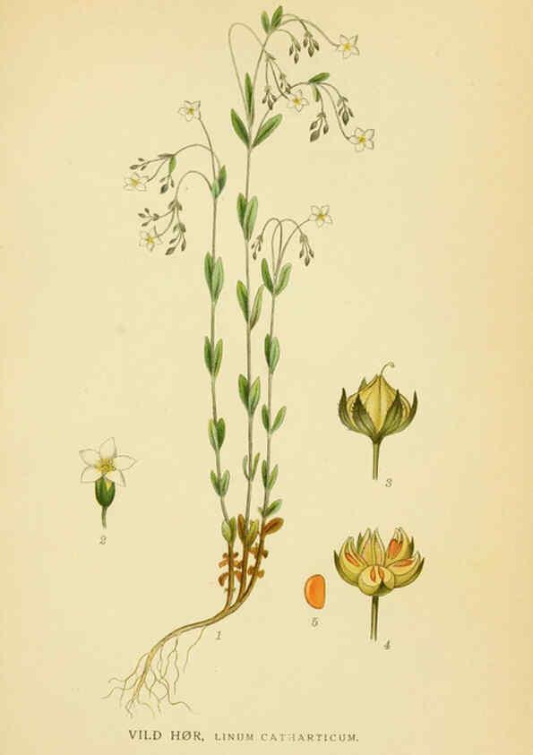 Reproducción/Reproduction 6029396562: Billeder af nordens flora. v.1 København,G.E.C. Gad's forlag,1917-1927