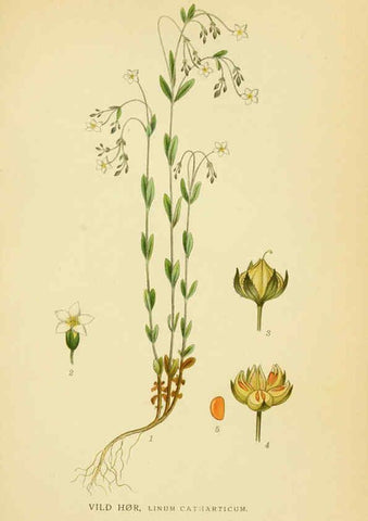 Reproducción/Reproduction 6029396562: Billeder af nordens flora. v.1 København,G.E.C. Gad's forlag,1917-1927