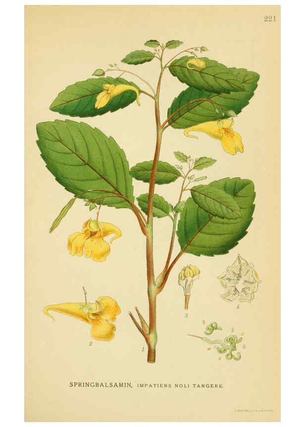 Reproducción/Reproduction 6028844353: Billeder af nordens flora. v.1 København,G.E.C. Gad's forlag,1917-1927