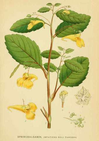 Reproducción/Reproduction 6028844353: Billeder af nordens flora. v.1 København,G.E.C. Gad's forlag,1917-1927