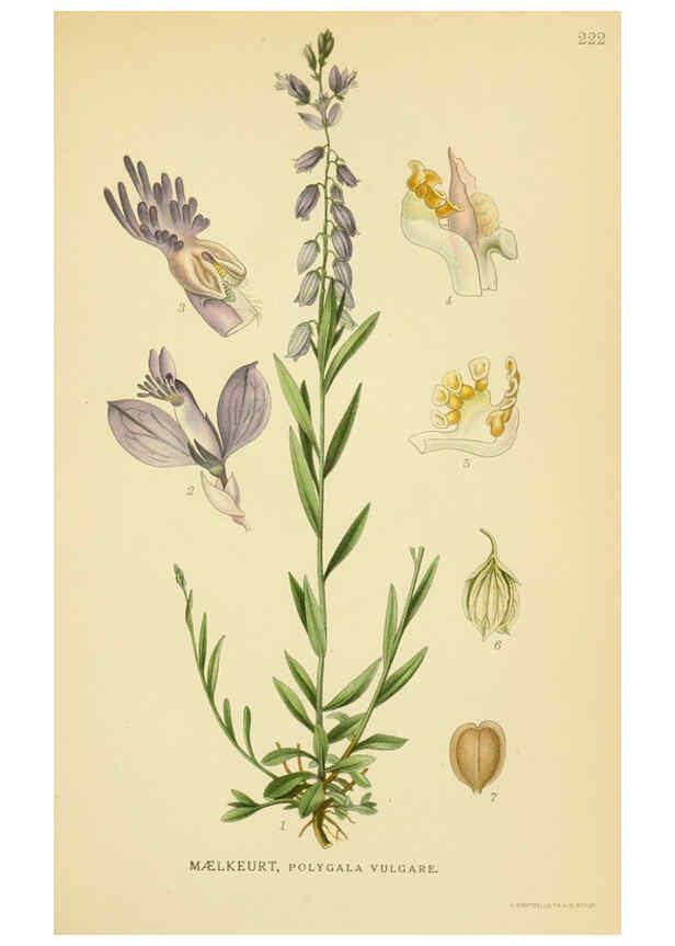 Reproducción/Reproduction 6029397100: Billeder af nordens flora. v.1 København,G.E.C. Gad's forlag,1917-1927