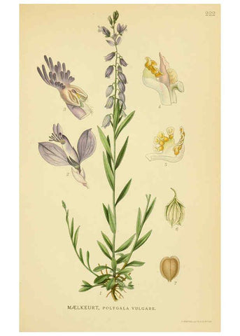 Reproducción/Reproduction 6029397100: Billeder af nordens flora. v.1 København,G.E.C. Gad's forlag,1917-1927