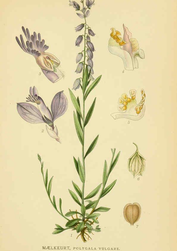 Reproducción/Reproduction 6029397100: Billeder af nordens flora. v.1 København,G.E.C. Gad's forlag,1917-1927