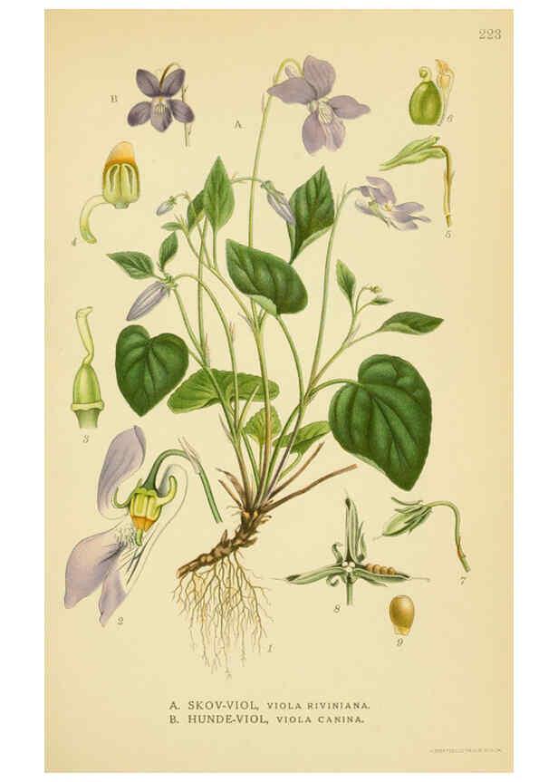 Reproducción/Reproduction 6029397358: Billeder af nordens flora. v.1 København,G.E.C. Gad's forlag,1917-1927