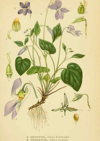 Reproducción/Reproduction 6029397358: Billeder af nordens flora. v.1 København,G.E.C. Gad's forlag,1917-1927