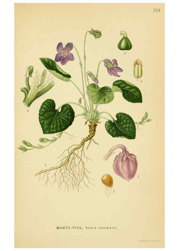 Reproducción/Reproduction 6029397704: Billeder af nordens flora. v.1 København,G.E.C. Gad's forlag,1917-1927