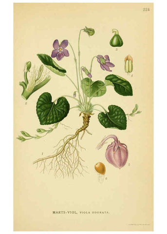 Reproducción/Reproduction 6029397704: Billeder af nordens flora. v.1 København,G.E.C. Gad's forlag,1917-1927