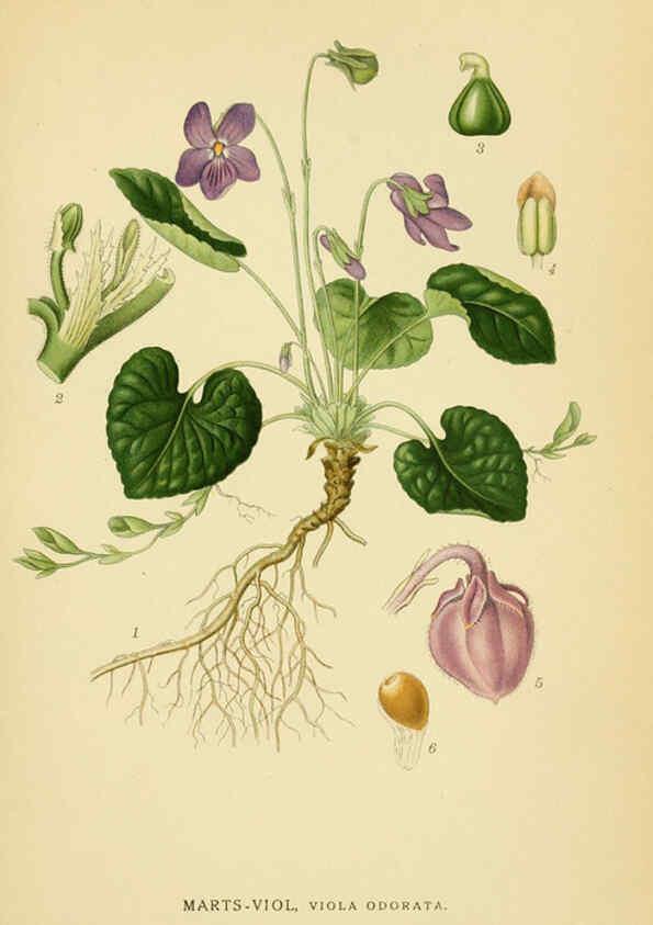Reproducción/Reproduction 6029397704: Billeder af nordens flora. v.1 København,G.E.C. Gad's forlag,1917-1927