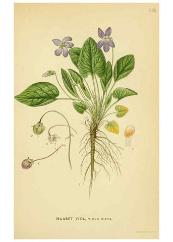Reproducción/Reproduction 6028845443: Billeder af nordens flora. v.1 København,G.E.C. Gad's forlag,1917-1927
