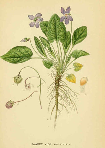Reproducción/Reproduction 6028845443: Billeder af nordens flora. v.1 København,G.E.C. Gad's forlag,1917-1927