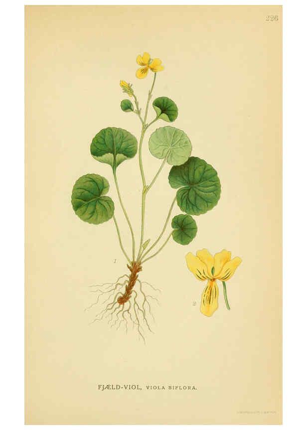 Reproducción/Reproduction 6029398430: Billeder af nordens flora. v.1 København,G.E.C. Gad's forlag,1917-1927