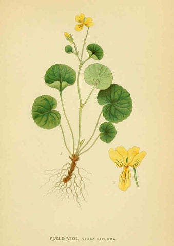 Reproducción/Reproduction 6029398430: Billeder af nordens flora. v.1 København,G.E.C. Gad's forlag,1917-1927
