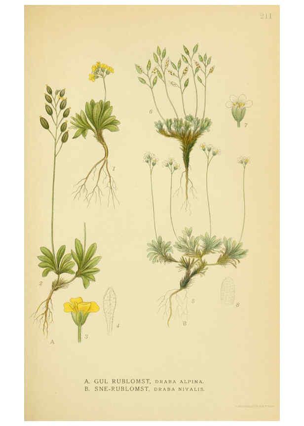 Reproducción/Reproduction 6029393780: Billeder af nordens flora. v.1 København,G.E.C. Gad's forlag,1917-1927