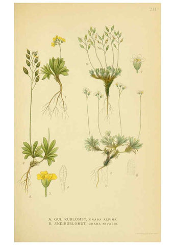 Reproducción/Reproduction 6029393780: Billeder af nordens flora. v.1 København,G.E.C. Gad's forlag,1917-1927