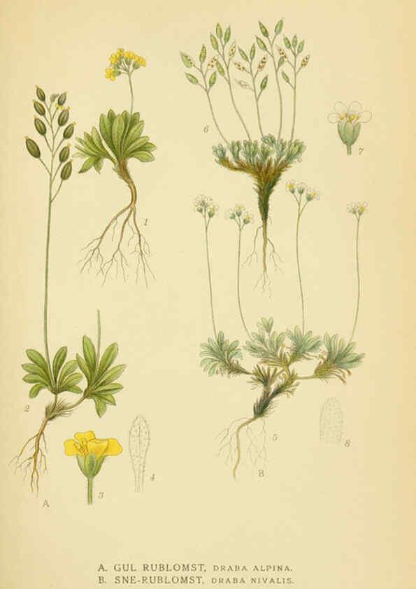 Reproducción/Reproduction 6029393780: Billeder af nordens flora. v.1 København,G.E.C. Gad's forlag,1917-1927