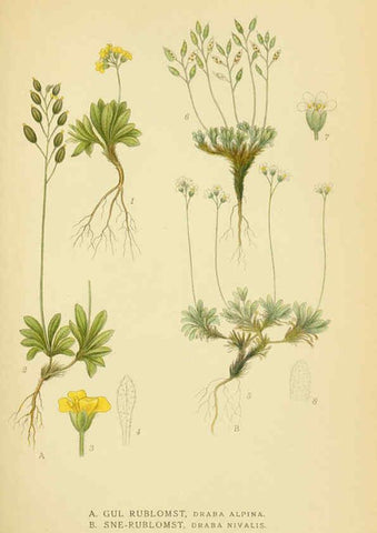 Reproducción/Reproduction 6029393780: Billeder af nordens flora. v.1 København,G.E.C. Gad's forlag,1917-1927