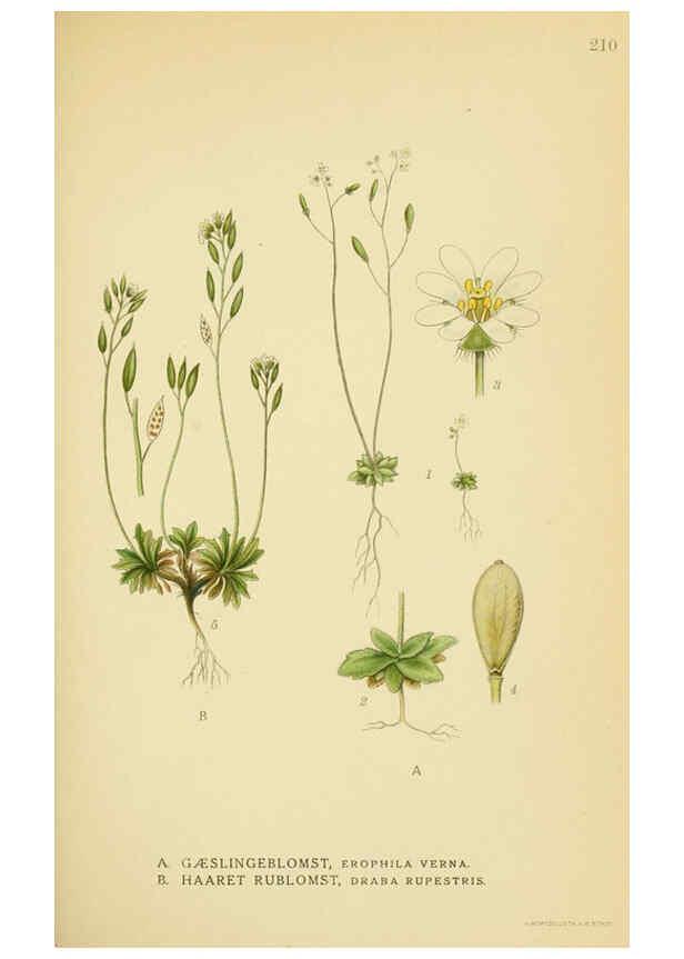 Reproducción/Reproduction 6028841055: Billeder af nordens flora. v.1 København,G.E.C. Gad's forlag,1917-1927