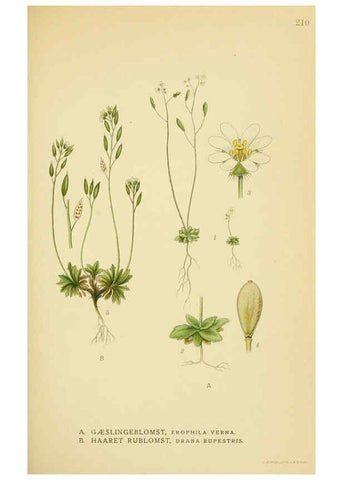 Reproducción/Reproduction 6028841055: Billeder af nordens flora. v.1 København,G.E.C. Gad's forlag,1917-1927
