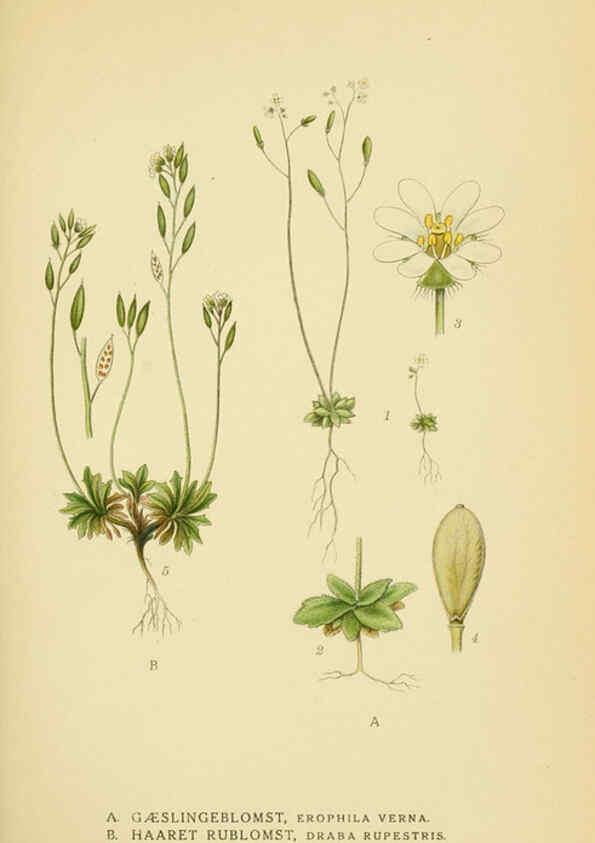 Reproducción/Reproduction 6028841055: Billeder af nordens flora. v.1 København,G.E.C. Gad's forlag,1917-1927