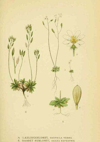 Reproducción/Reproduction 6028841055: Billeder af nordens flora. v.1 København,G.E.C. Gad's forlag,1917-1927