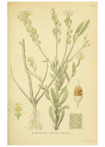 Reproducción/Reproduction 6029393270: Billeder af nordens flora. v.1 København,G.E.C. Gad's forlag,1917-1927