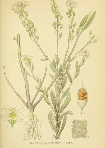 Reproducción/Reproduction 6029393270: Billeder af nordens flora. v.1 København,G.E.C. Gad's forlag,1917-1927