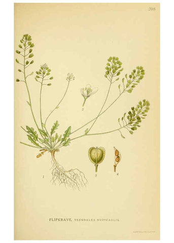Reproducción/Reproduction 6028840279: Billeder af nordens flora. v.1 København,G.E.C. Gad's forlag,1917-1927