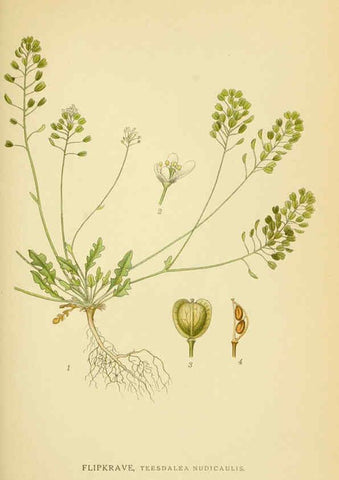Reproducción/Reproduction 6028840279: Billeder af nordens flora. v.1 København,G.E.C. Gad's forlag,1917-1927