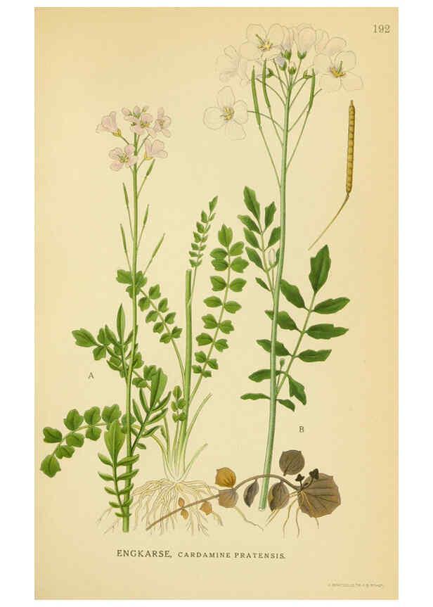 Reproducción/Reproduction 6029387442: Billeder af nordens flora. v.1 København,G.E.C. Gad's forlag,1917-1927