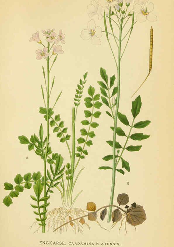 Reproducción/Reproduction 6029387442: Billeder af nordens flora. v.1 København,G.E.C. Gad's forlag,1917-1927