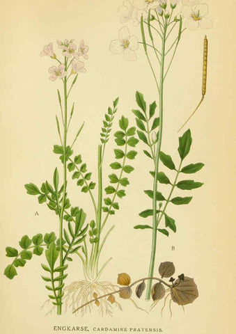 Reproducción/Reproduction 6029387442: Billeder af nordens flora. v.1 København,G.E.C. Gad's forlag,1917-1927