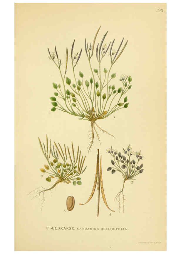 Reproducción/Reproduction 6029387668: Billeder af nordens flora. v.1 København,G.E.C. Gad's forlag,1917-1927