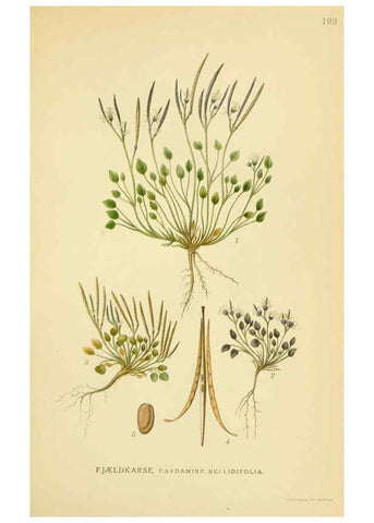 Reproducción/Reproduction 6029387668: Billeder af nordens flora. v.1 København,G.E.C. Gad's forlag,1917-1927