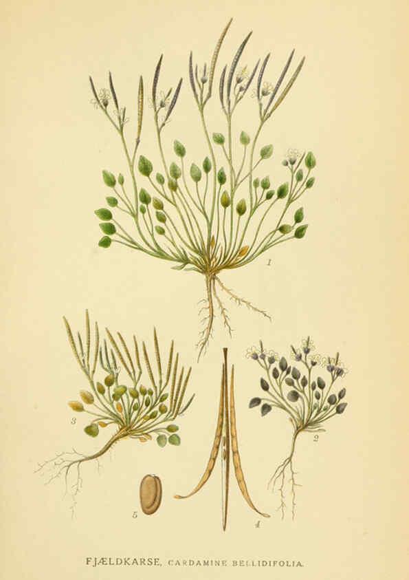 Reproducción/Reproduction 6029387668: Billeder af nordens flora. v.1 København,G.E.C. Gad's forlag,1917-1927