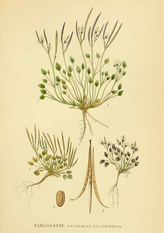 Reproducción/Reproduction 6029387668: Billeder af nordens flora. v.1 København,G.E.C. Gad's forlag,1917-1927