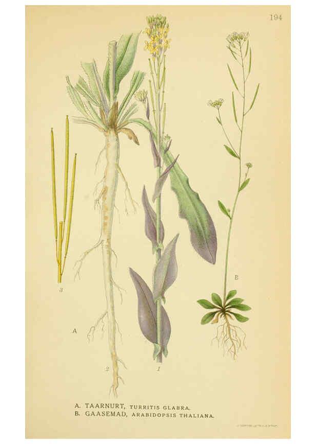 Reproducción/Reproduction 6029388004: Billeder af nordens flora. v.1 København,G.E.C. Gad's forlag,1917-1927