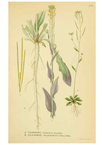 Reproducción/Reproduction 6029388004: Billeder af nordens flora. v.1 København,G.E.C. Gad's forlag,1917-1927