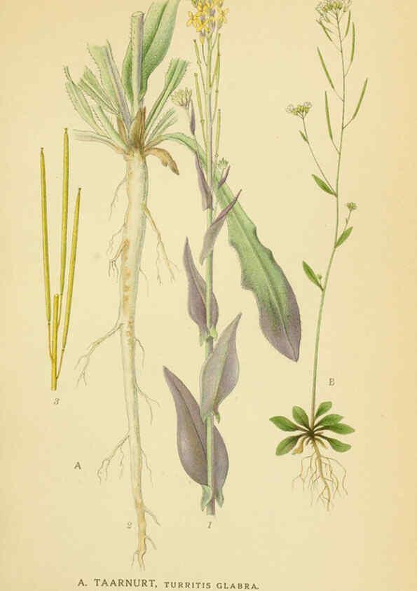 Reproducción/Reproduction 6029388004: Billeder af nordens flora. v.1 København,G.E.C. Gad's forlag,1917-1927
