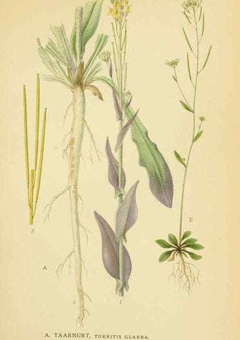 Reproducción/Reproduction 6029388004: Billeder af nordens flora. v.1 København,G.E.C. Gad's forlag,1917-1927