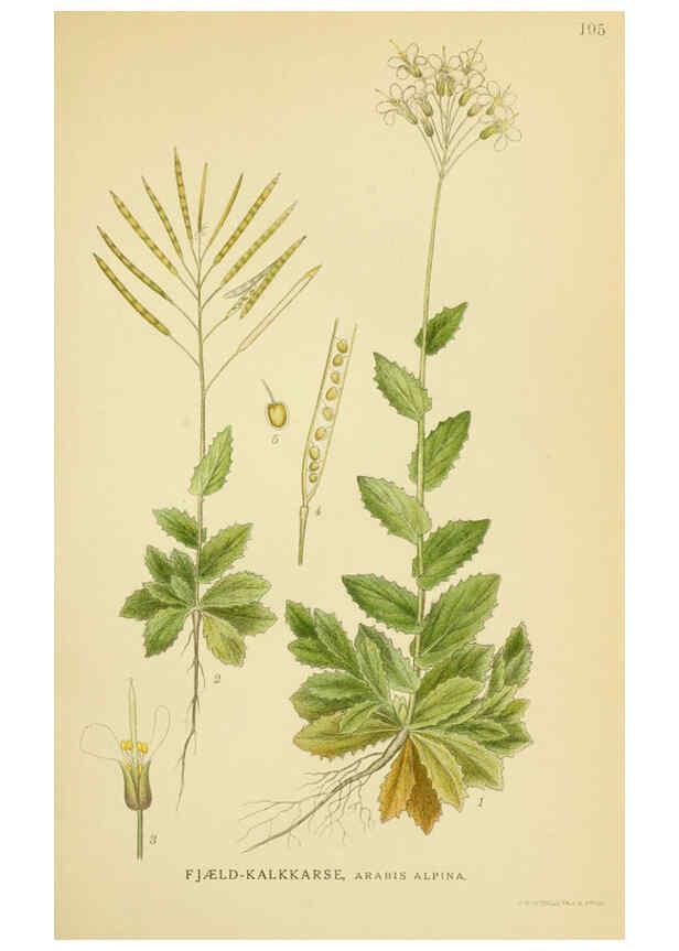 Reproducción/Reproduction 6029388252: Billeder af nordens flora. v.1 København,G.E.C. Gad's forlag,1917-1927